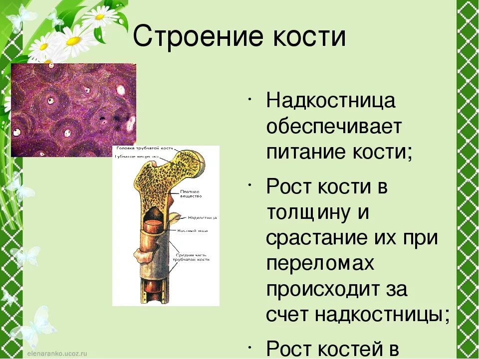 Какая структура обеспечивает кости в ширину. Что обеспечивает рост кости в толщину. Надкостница рост кости в толщину. Надкостница обеспечивает рост кости в. Строение и рост костей кратко.