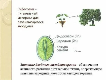 Яблоня эндосперм