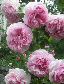 French rose