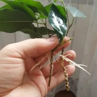 Кактус фикус орел