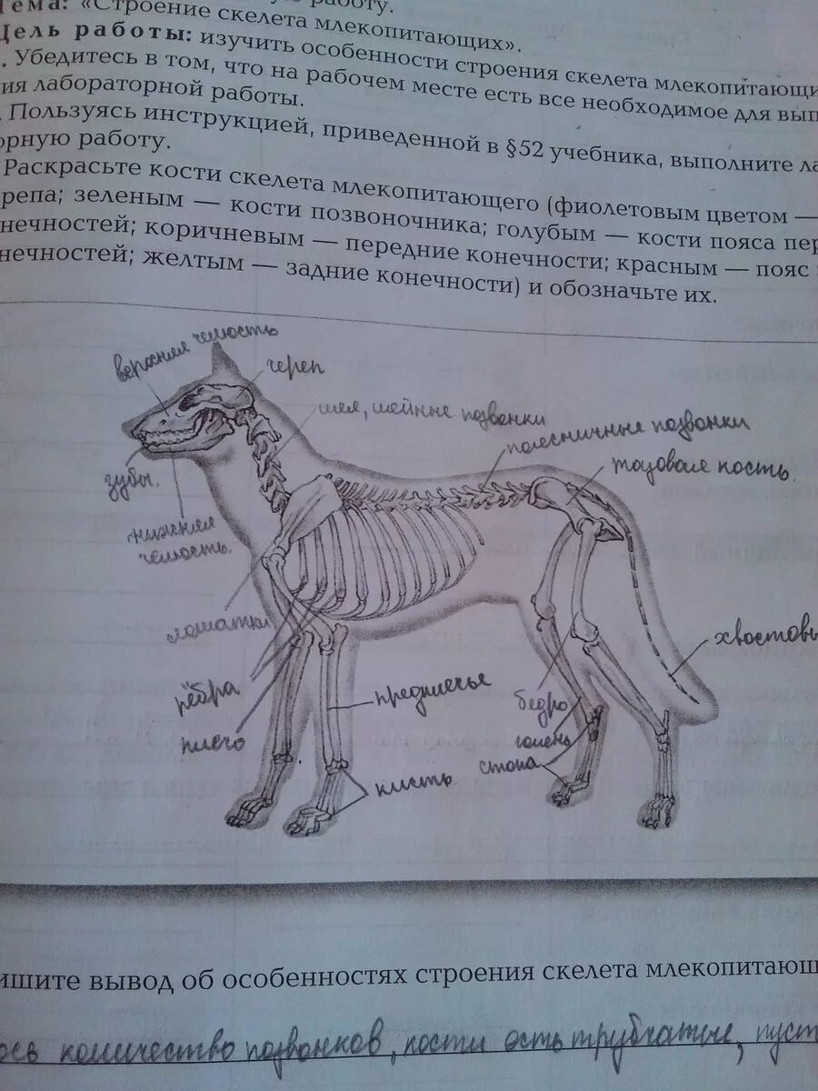 Запишите выводы особенностях скелета млекопитающих сделайте рисунки. Строение скелета млекопитающих. Строение скелета млекопитающих лабораторная. Лабораторная работа изучение внешнего строения млекопитающих. Лабораторная работа изучение строения скелета млекопитающих.