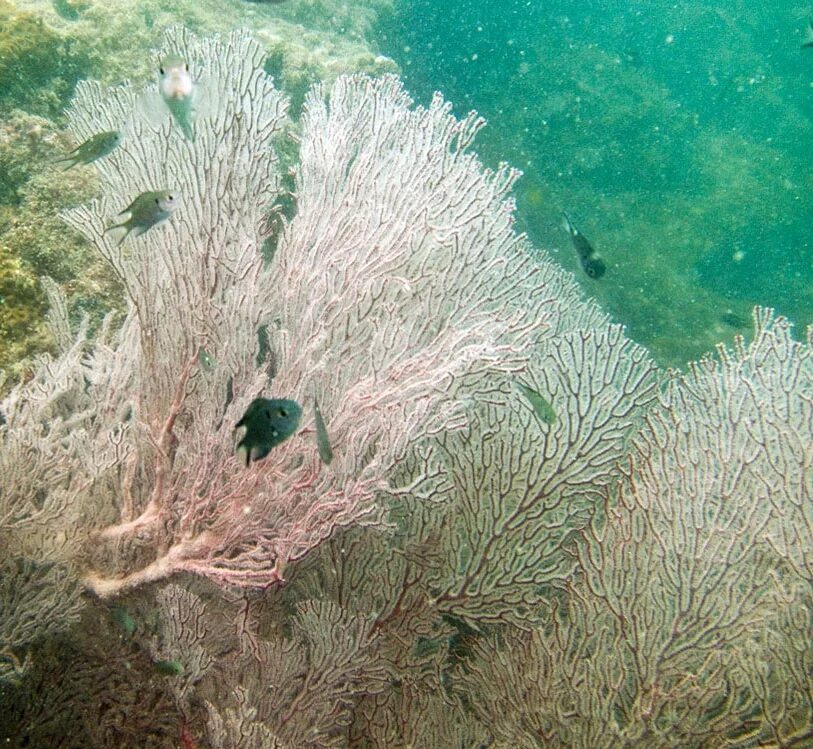 Coral 6. Подводные кусты похожие на коралл 6 букв. Subergorgia.