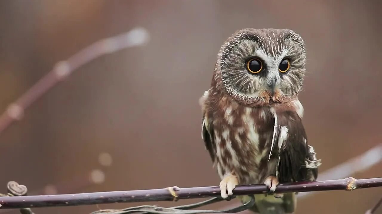 сыч сплюшка. клюв совы. совушки видео. полярная сова гнездование. красивая сова.