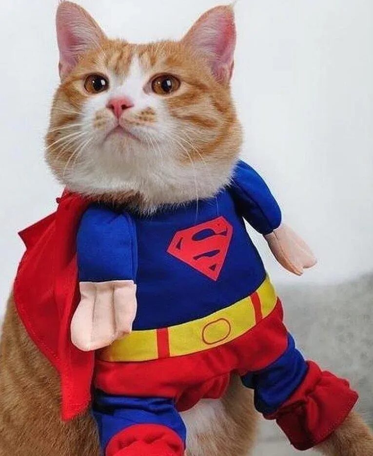 Кот Супергерой. Кот Супермен. Кот в костюме супергероя. Котенок в костюме Супермена. Дать супер коту