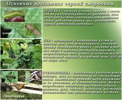 Определение вредителей и болезней