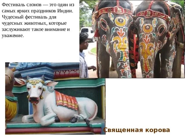 Священным животным индии была и остается. Слон в индии священное животное. фестиваль слонов в индии презентация. почему корова священное животное в индии. священные животные индии список.
