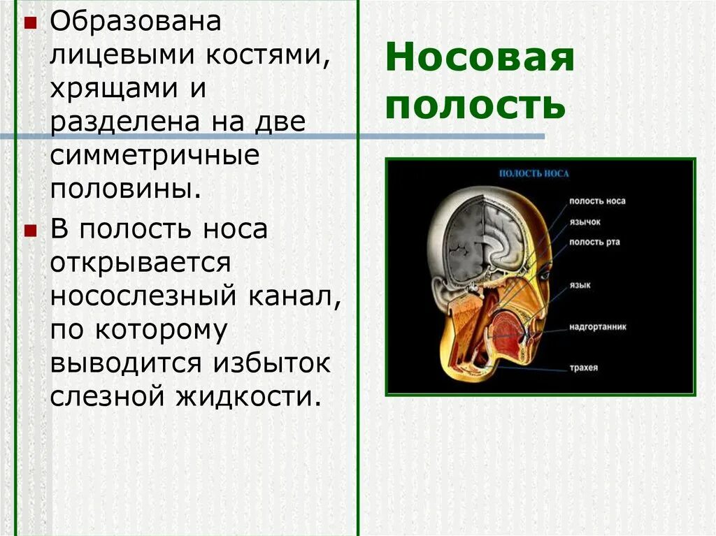 Носовая полость. Носовая полость кости. Кости образующие носовую полость. Кости и хрящи носовой полости.