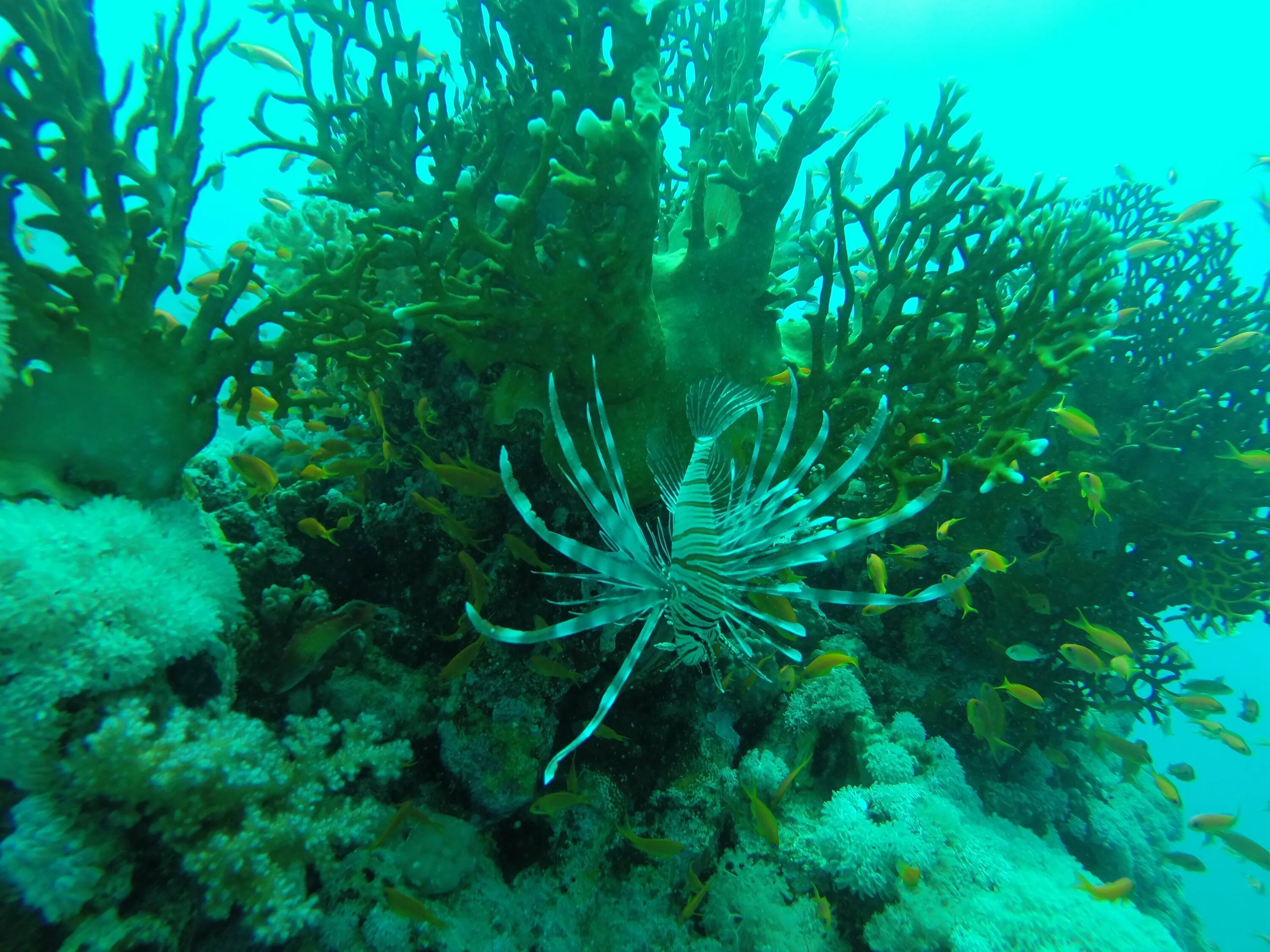 Придонные водоросли. Бентосные водоросли. Водоросли рифы. Морские растения. Подводные растения.