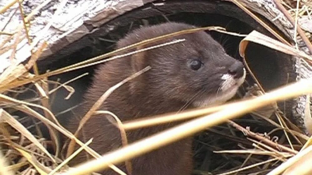 Я живу в темной норке 2 класс. Жилище европейской норки. Ильменский заповедник норки.