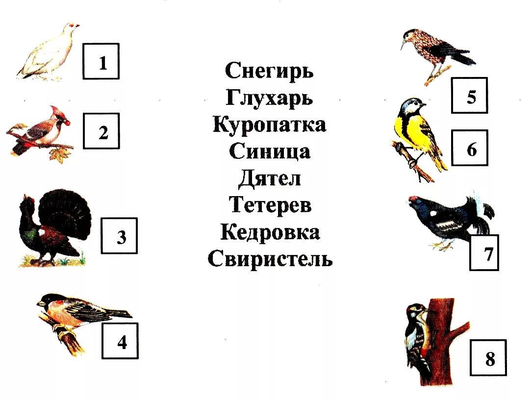 Кроссворд птицы для дошкольников. Птицы задания для дошкольников. Кроссворд про птиц для детей. Зимующие птицы кроссворд для детей.