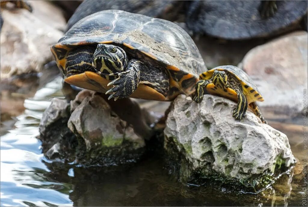 Черепахи в парке анталии. Парк черепах. Парк черепаха. Черепаший парк в дении. Танзания черепахи.