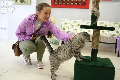 Дом кота минск