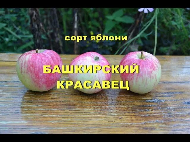 Яблоня башкирский красавец описание фото. Сорт яблони башкирская красавица. сорт яблок башкирская красавица. яблоня башкирский красавец и башкирская красавица. сорт яблони башкирский красавец.