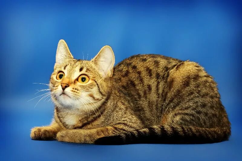 Кошечка мурка. Кошка Мурка. Турецкая короткошерстная кошка. Кошка Мурка полосатая. Анатолийская кошка.