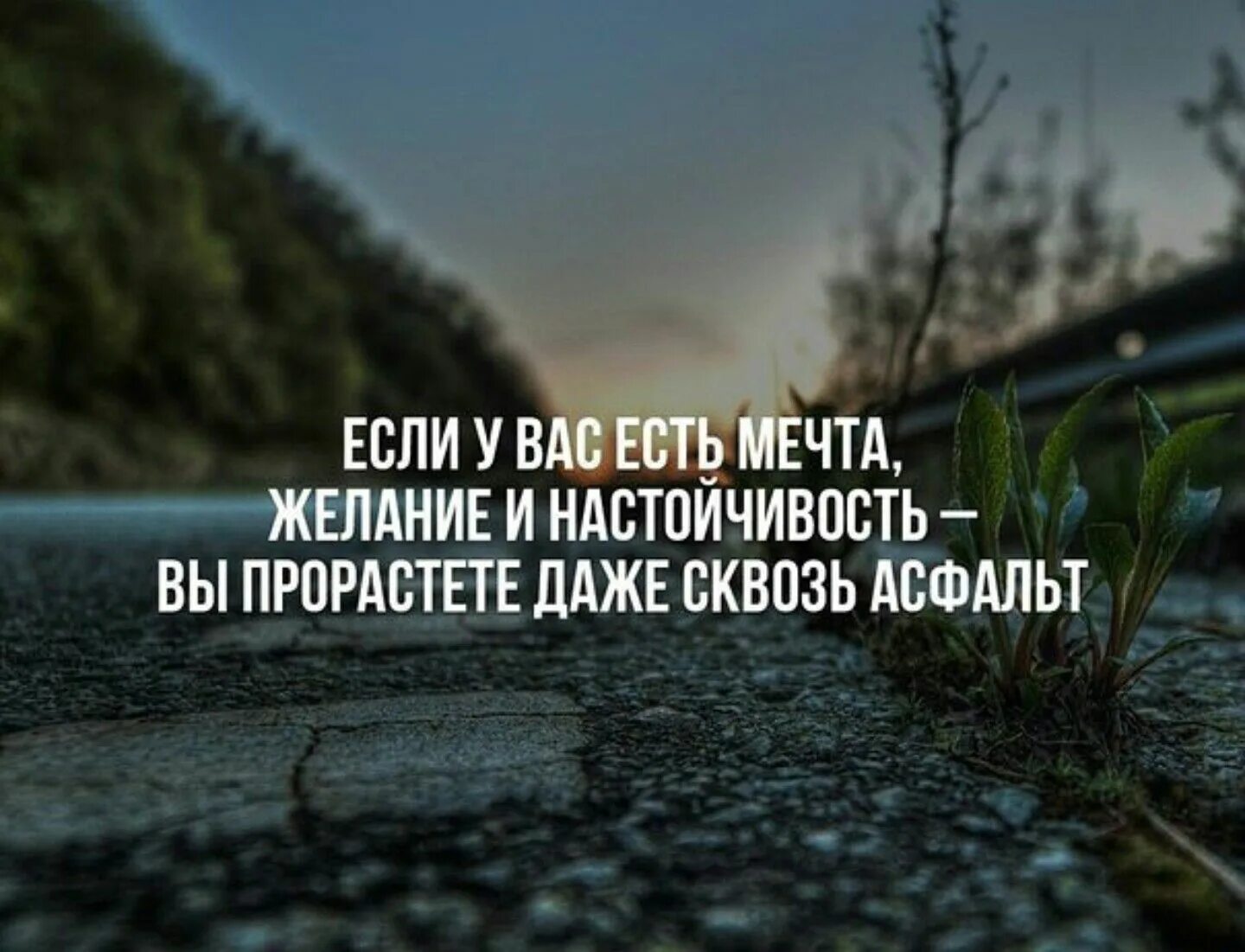 Упорство цитаты. Цитаты про настойчивость. красивые афоризмы. если у вас есть мечта вы прорастете даже сквозь асфальт. если у вас есть мечта желание и настойчивость.
