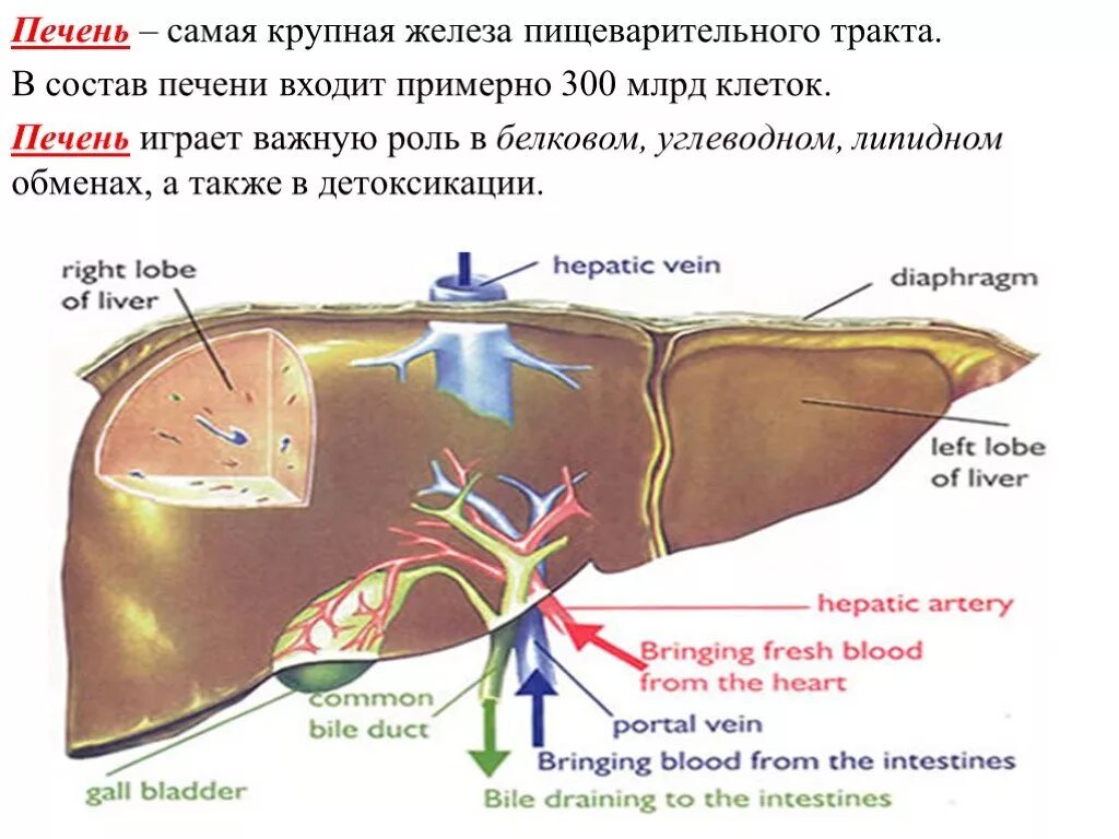 Печень большая железа. Особенности химического состава печени. Биохимия печени. Биохимические процессы в печени. Биохимические процессы в печени человека.