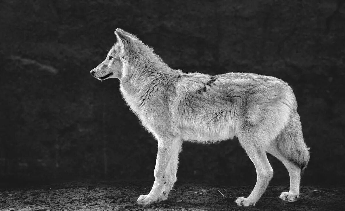 белый волк рязань