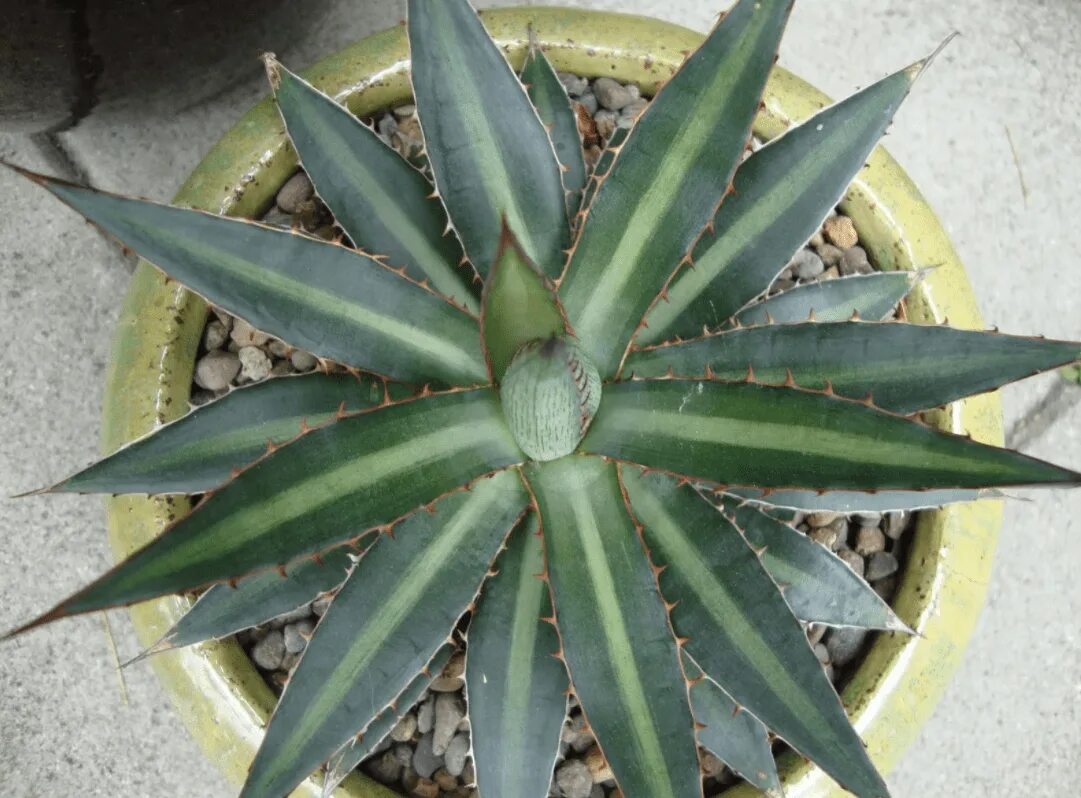 Агава Функа (Agave funkiana). Агава королевы Виктории. Агава американская вариегатная. Агава 1899. Агава екатеринбург сайт