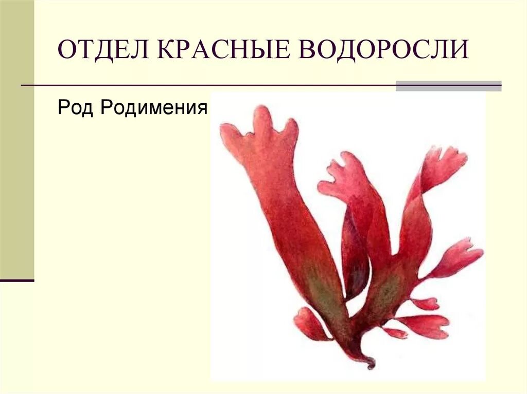 Красные водоросли биология 7. Сообщение про водоросли родимения 5 класс по биологии. Красные водоросли. Родимения водоросль. Отдел красные водоросли.