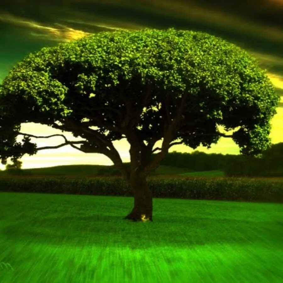 Большое зеленое г. Большое зеленое дерево. Одинокое дерево. Одинокие деревья. Одинокое дерево посреди поля.