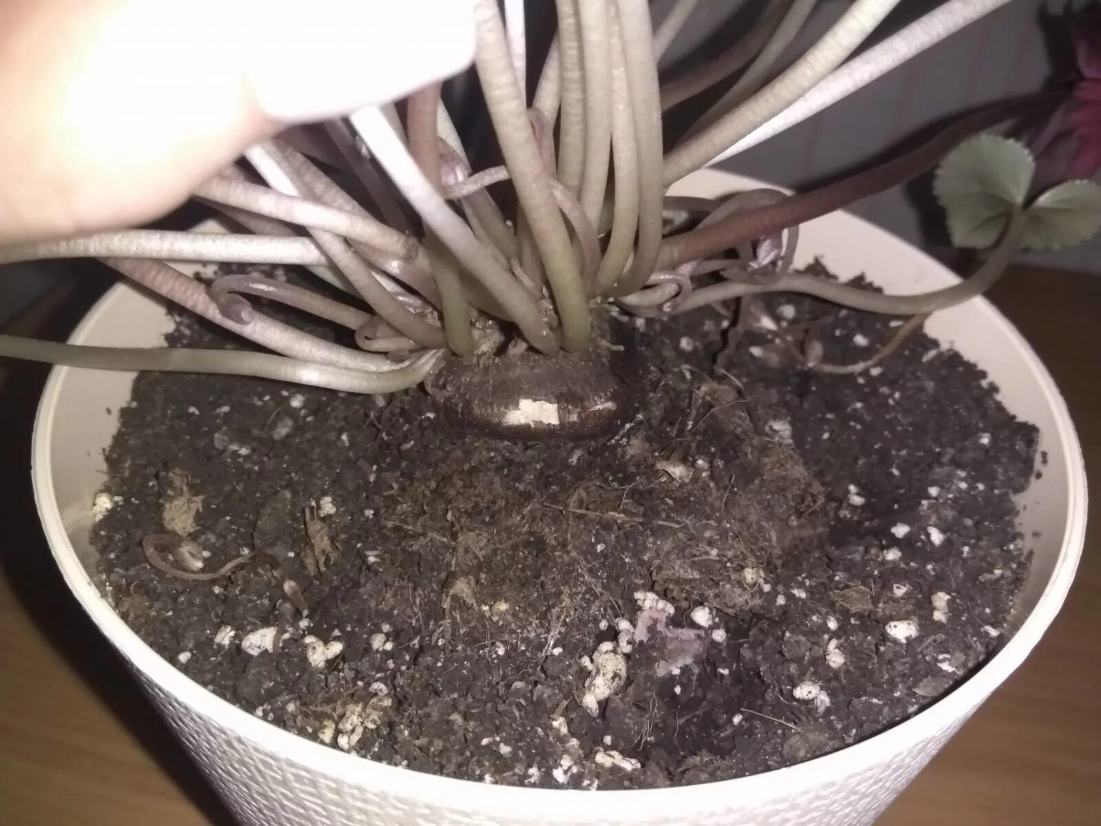 цикламен мелкоцветковый. цикламен пересадка после. цикламен пересадка после. цикламен размножение. размножение цикламена делением клубня.