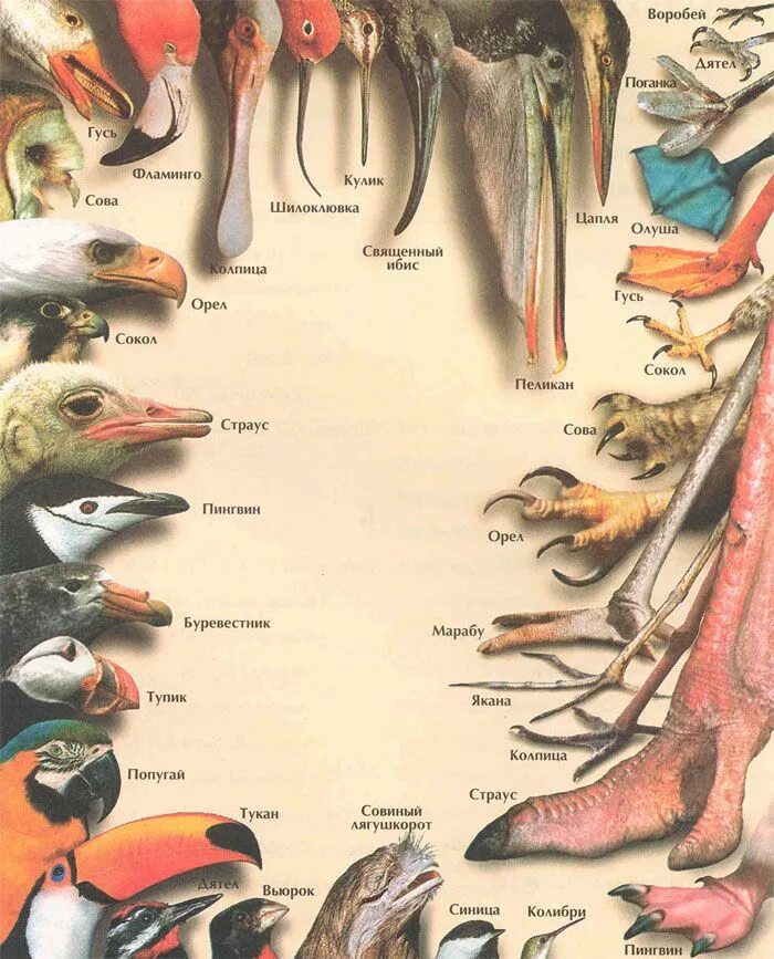Разнообразие клювов. Клювы и лапы птиц. Строение ноги птицы. Разнообразие клювов и лап птиц. Ноги у птиц анатомия.