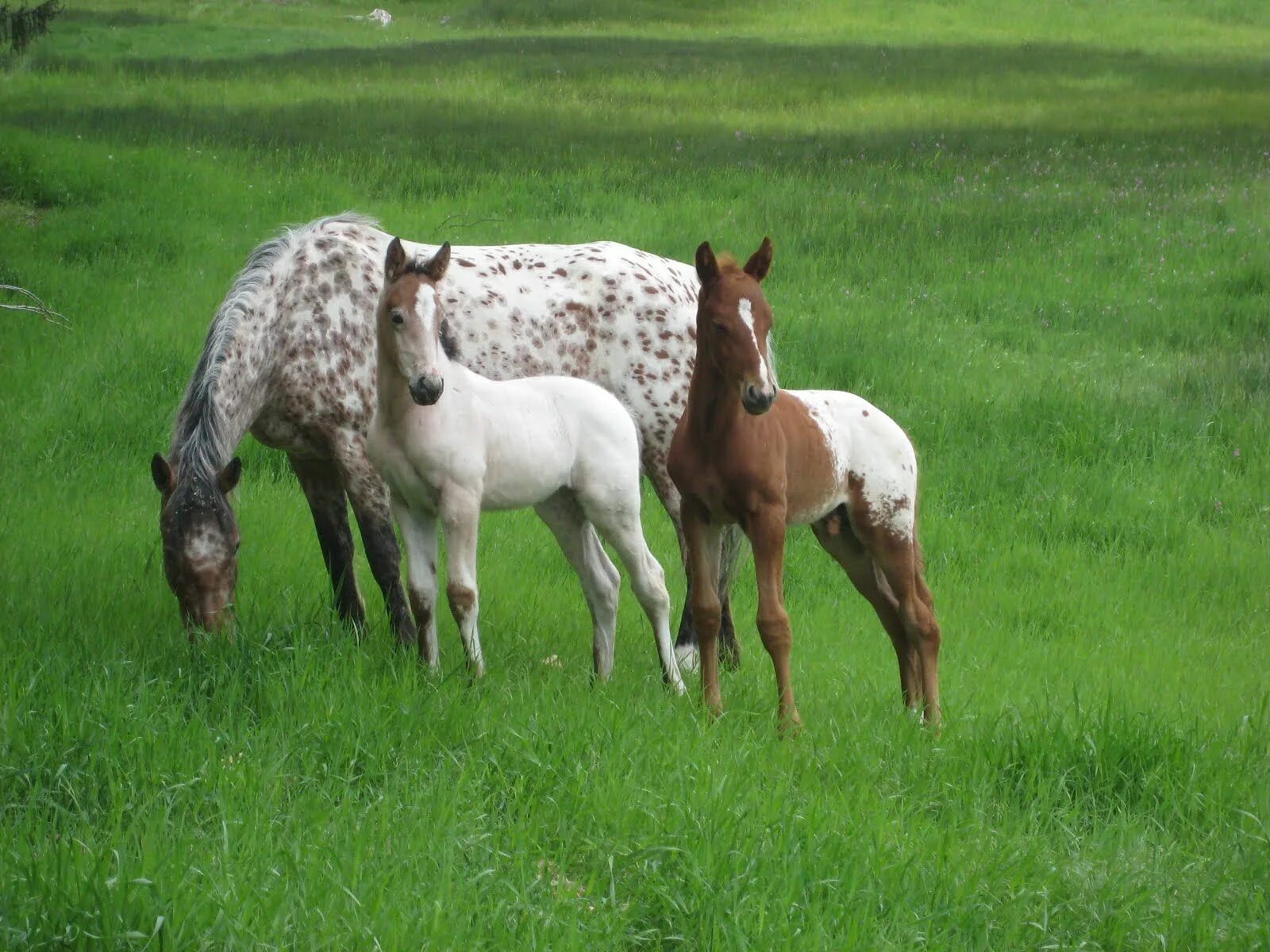 Horse family