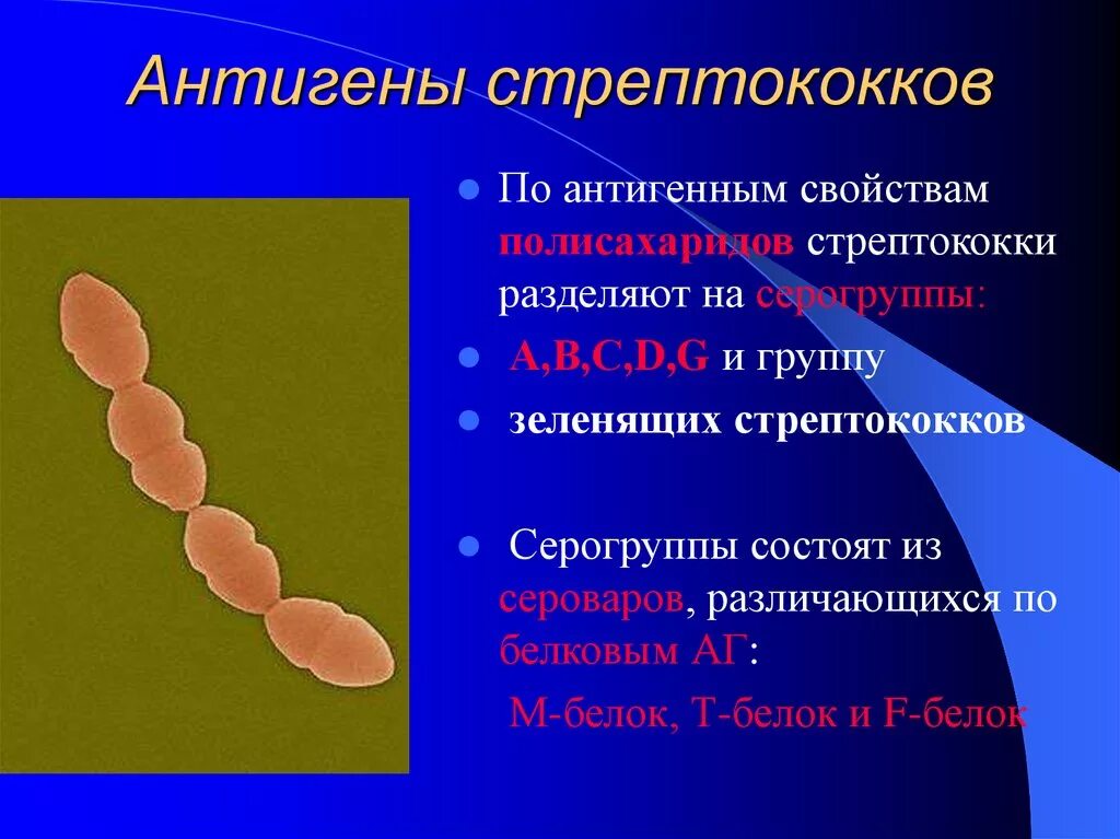 Стрептококки представители. Streptococcus pyogenes антигены. Гемолитический стрептококк группы а строение. Стрептококки антигенная структура. Структура бета гемолитического стрептококка.