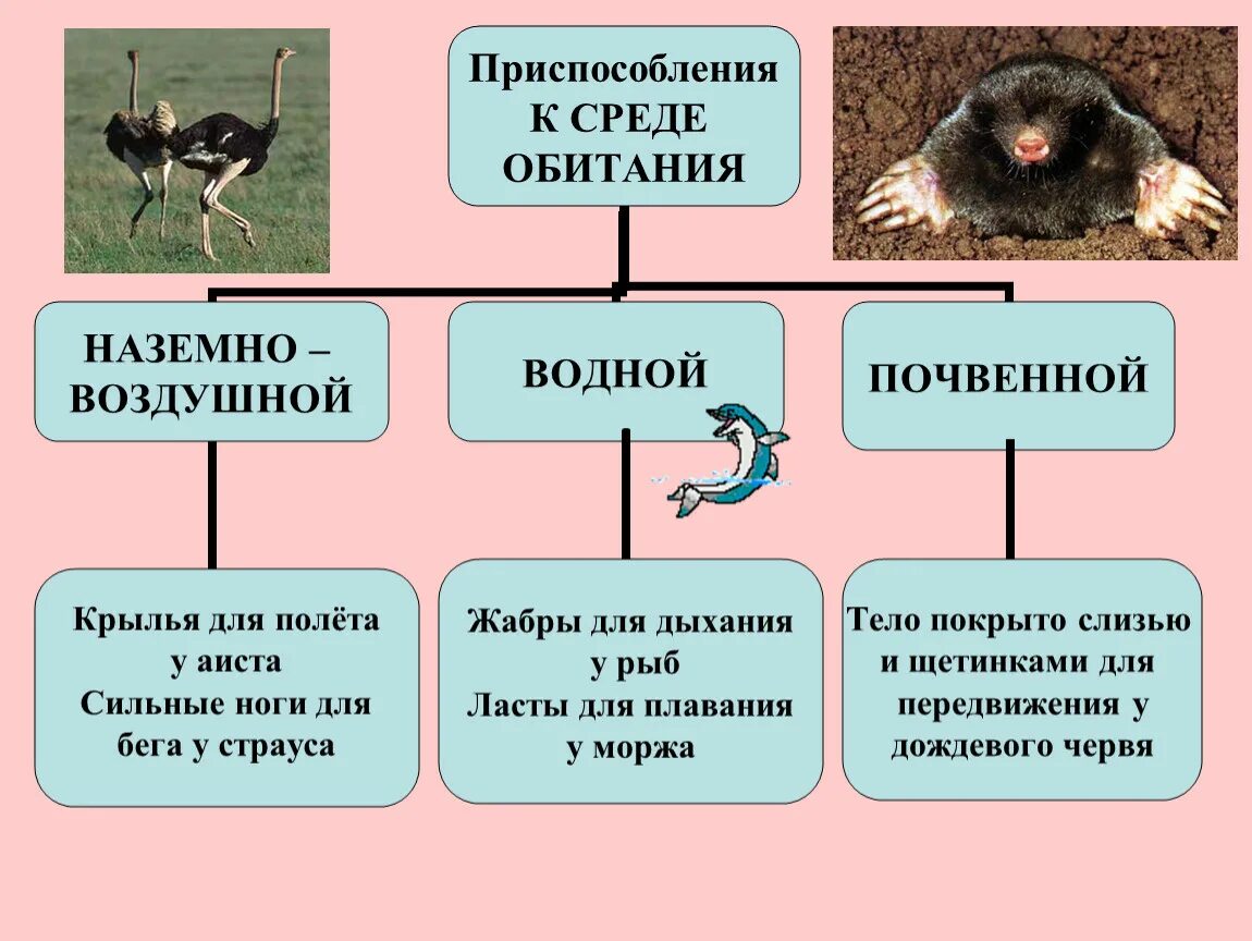 Среды обитания животных и их приспособления. Основные приспособления организмов и среды обитания пример. Приспособление животных к среде обитания. Приспособления ксредеобитани,.