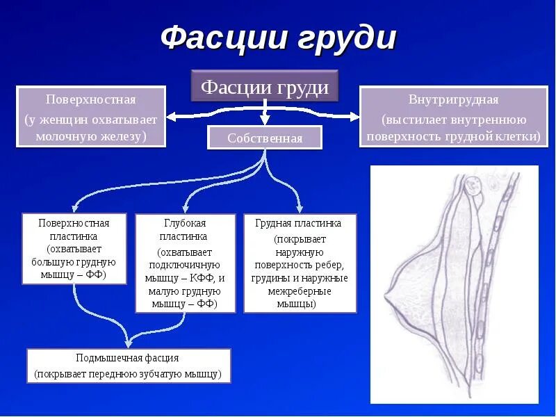 Соединительная ткань фасции. Фасции груди. собственная фасция груди. мышцы и фасции груди. фасции молочной железы.