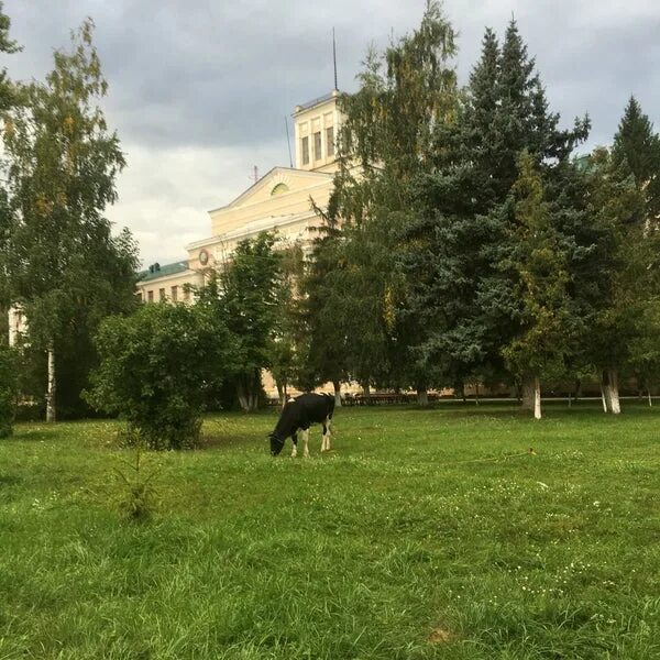 Казанская ветеринарной медицины. Ветеринарная Академия Казань. Казанский ветеринарный институт имени Баумана. КГАВМ Казань. Казанская Академия ветеринарной медицины.