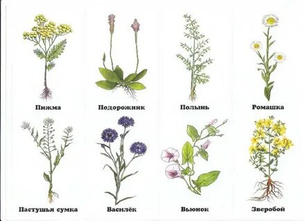 Название иллюстрации