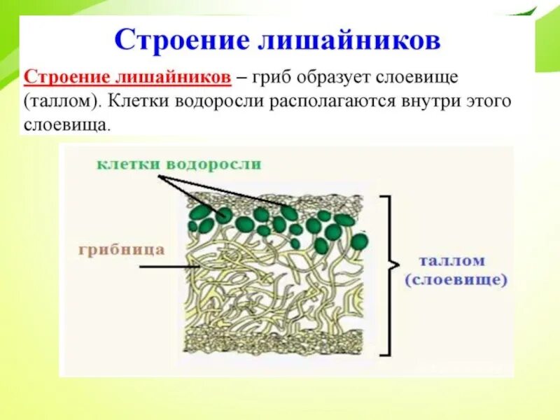 Внешнее и внутреннее строение лишайника. Модель внутреннего строения лишайника. Микроскопическое строение лишайника. Строение лишайника 5 класс. Слоевище лишайника схема.