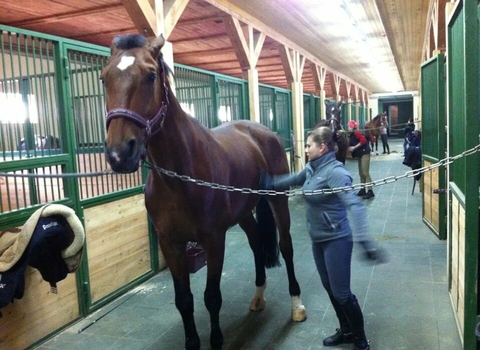 Кск серебряная подкова самара. Кск серебряная подкова киров. Конный клуб золотая подкова новокузнецк. Кск серебряная подкова самара. Кск золотая подкова.