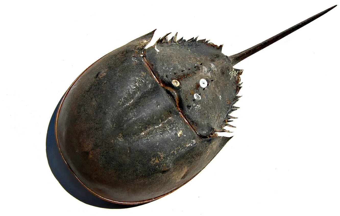 Трилобит мечехвост. Самое древнее животное живущее сейчас. Щитни доисторические. Мечехвосты ордовика. Жук мечехвост.