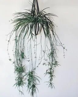 Plant party