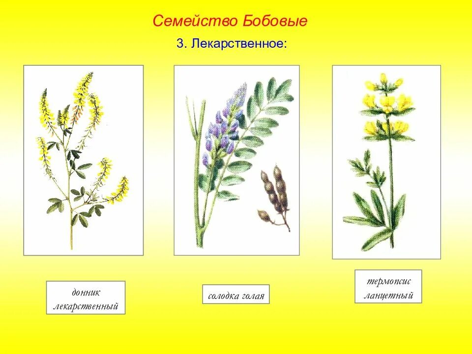Семейство бобовых виды. Донник соцветие. Крестоцветные термопсис. Семейство бобовые донник. Семейство бобовые. Термопсис.