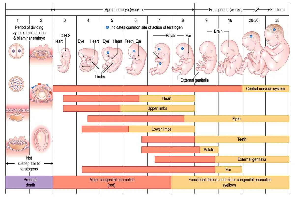 1 го месяца после. Схема периодов внутриутробного развития плода. Физиология плода система мать плацента плод. Этапы формирования системы мать плацента плод. Функциональная система мать плацента плод рисунок.