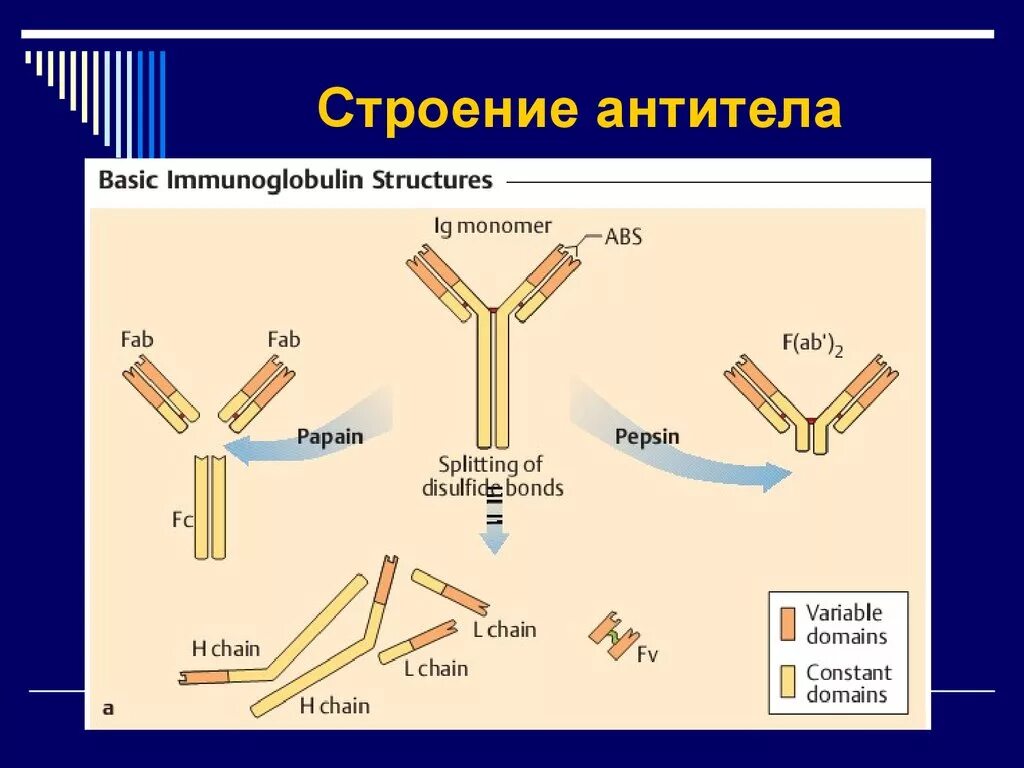 Моноклональные антитела строение. Строение антитела микробиология. Строение антитела мономер иммунология. Антитерф. Антитела легкая форма