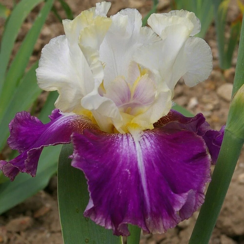 Ирис ми 120. Ирис темпл голд. ирис калипсо бит. ирис iris magnifica. ирис хай калипсо.
