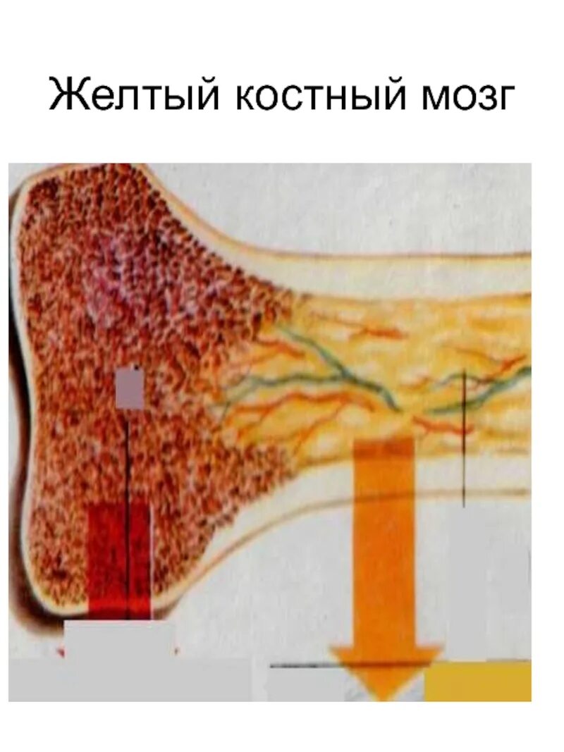 Где находится желтый костный мозг в трубчатых. Желтый костный мозг. Жёлтый костный мозг функци. Красный костный мозг замещается на желтый в возрасте. Красный костный мозг и желтый костный мозг.