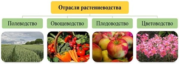 Отраслью чего является растениеводство