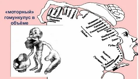 Гомункулус это
