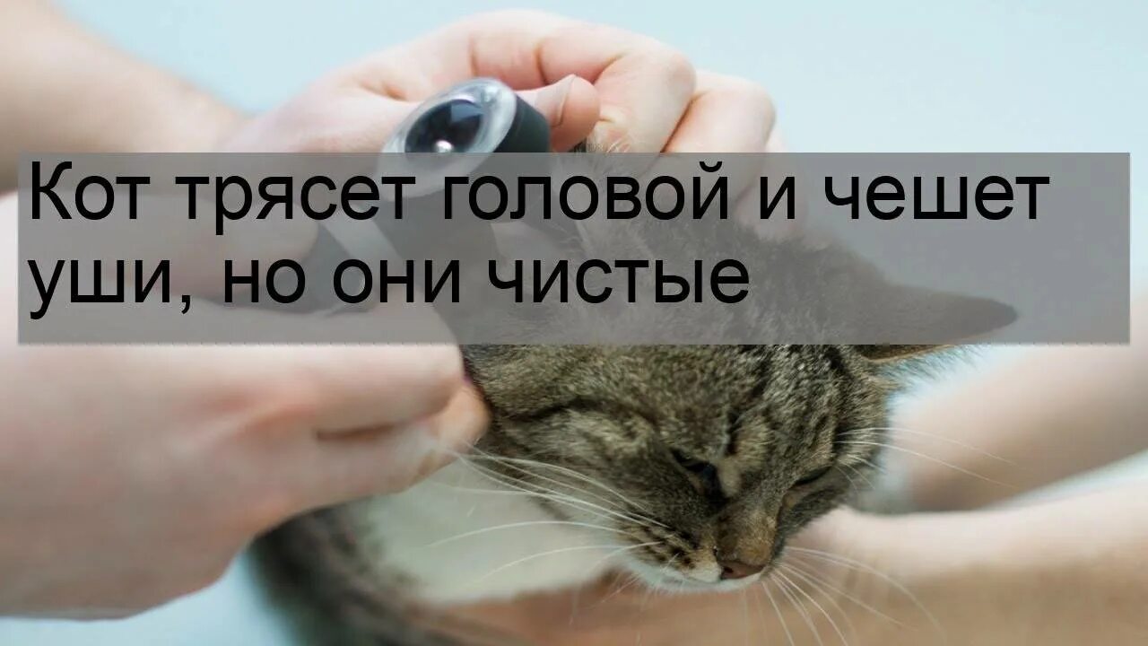 Трясется голова что это. Трясется голова что это