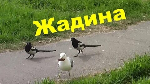 Двора сорока