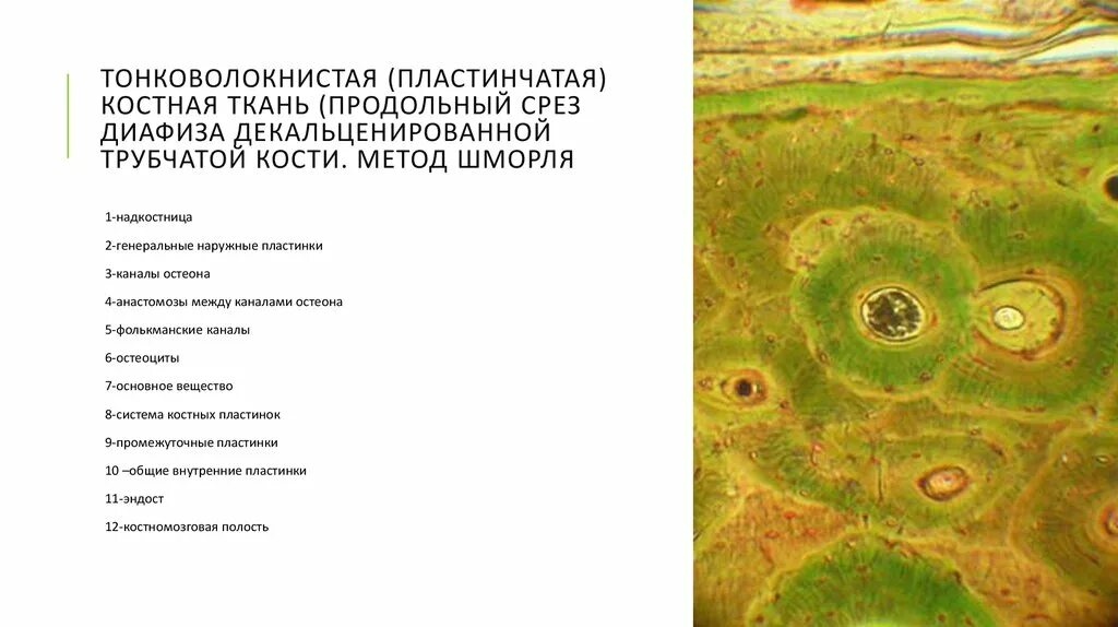 Пластинчатая костная ткань продольный срез диафиза трубчатой кости. Пластинчатая костная ткань продольный срез препарат. Окраска по шморлю гистология пластинчатая костная ткань. Пластинчатая костная ткань гистология продольный срез.