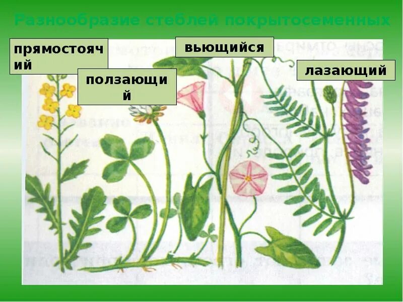 Покрытосеменные растения побег. Разнообразие стеблей растений. Типы стеблей растений. Стебель цветковых растений. Разнообразие стеблей покрытосеменных растений.