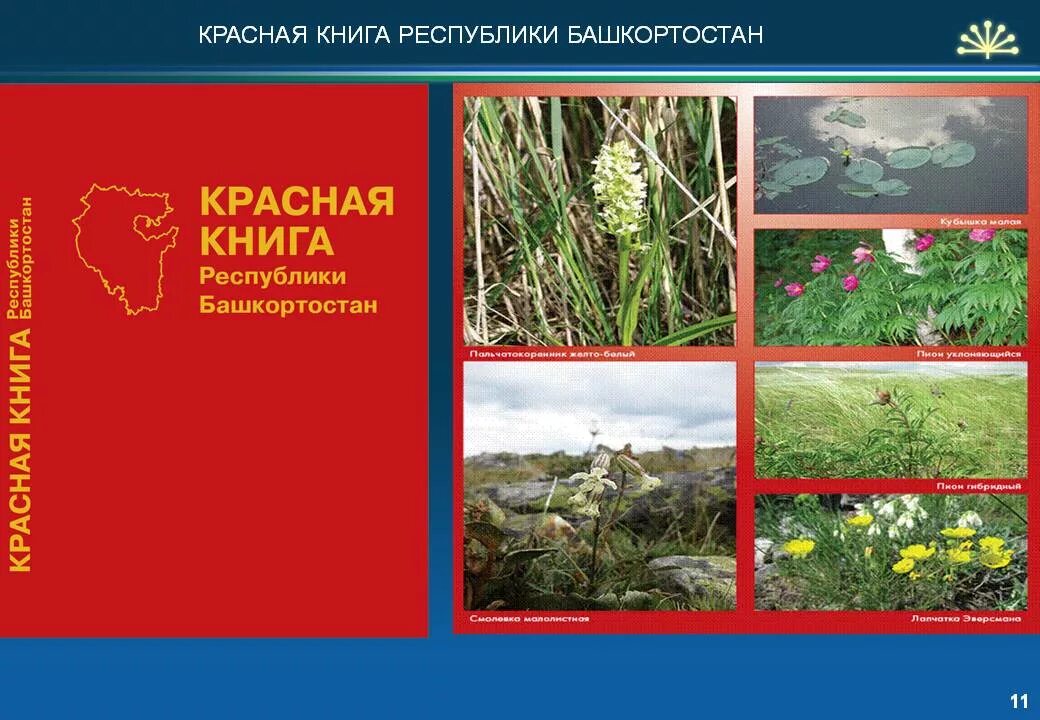 Животные и растения башкортостана. Красная книга республики башкортостан животных. красная книга республики башкортостан книга. красная книга башкортостана животные и растения. красная книга республики башкортостан животные книга.