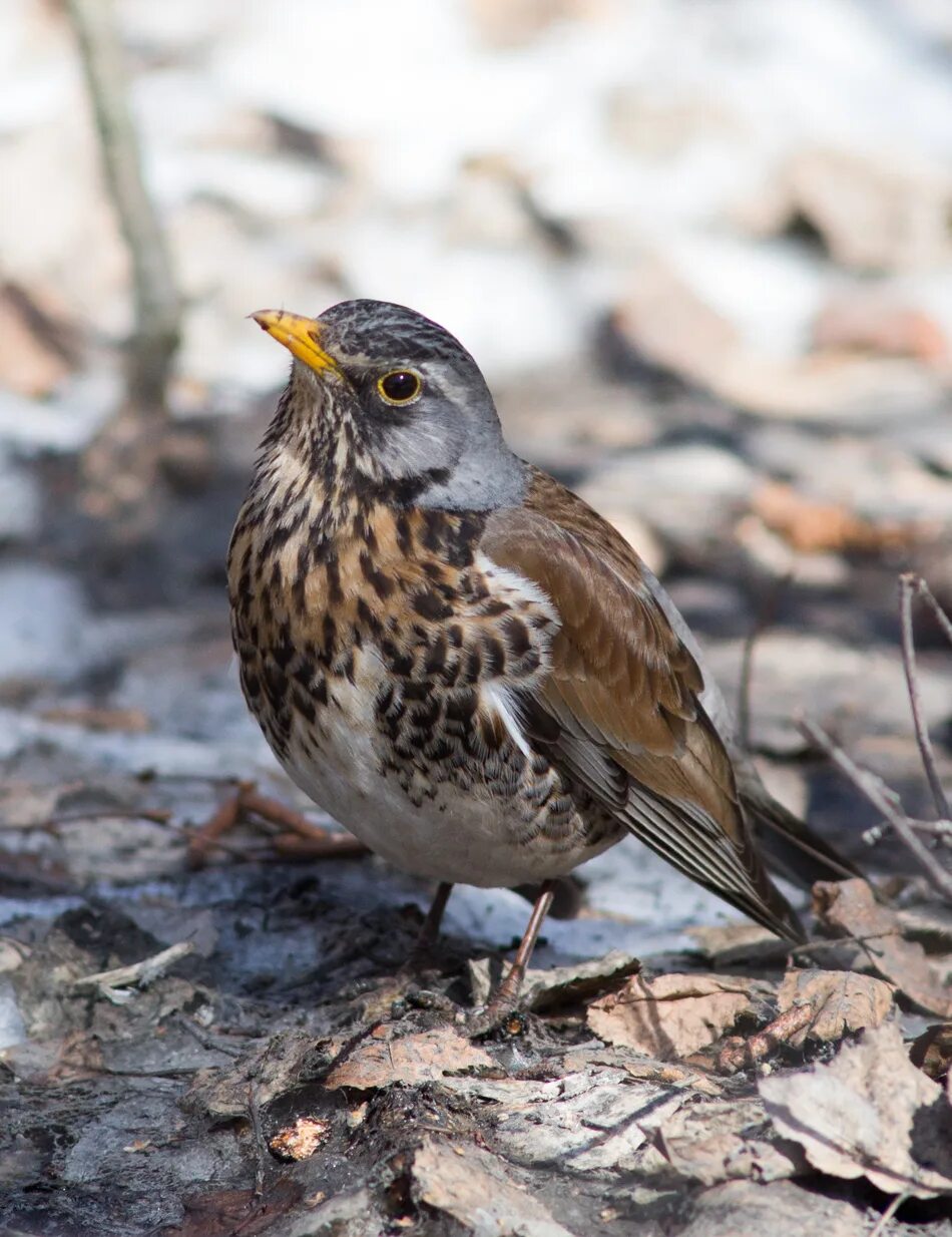 Красногрудый Дрозд птица. Желтоклювый Дрозд. Дрозд рябинник Fieldfare turdus pilaris. Turdus Merula самка.