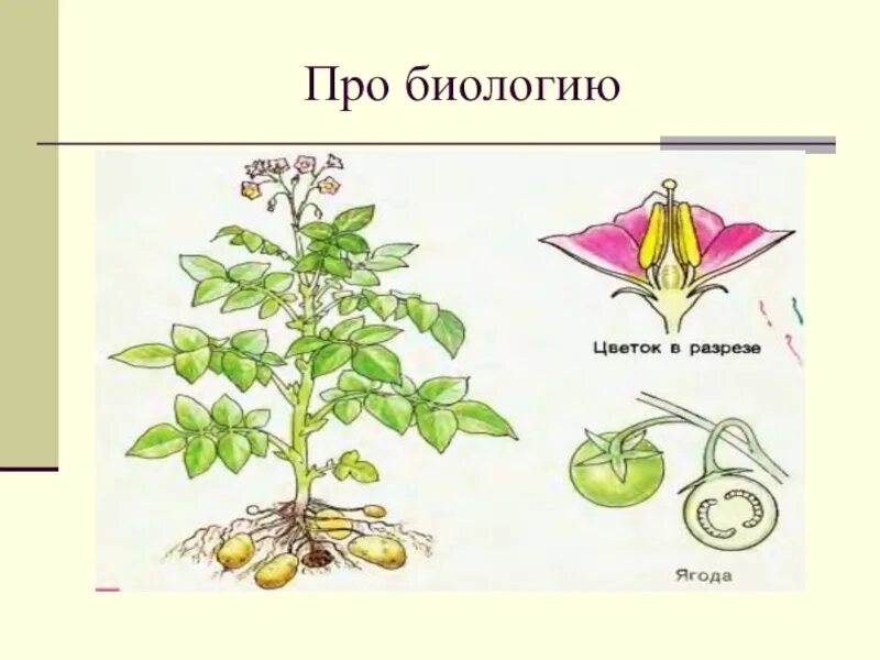 Какие цветки у картофеля. Картофель биология. картофель рисунок биология. лист картофеля рисунок. плод картофеля биология.